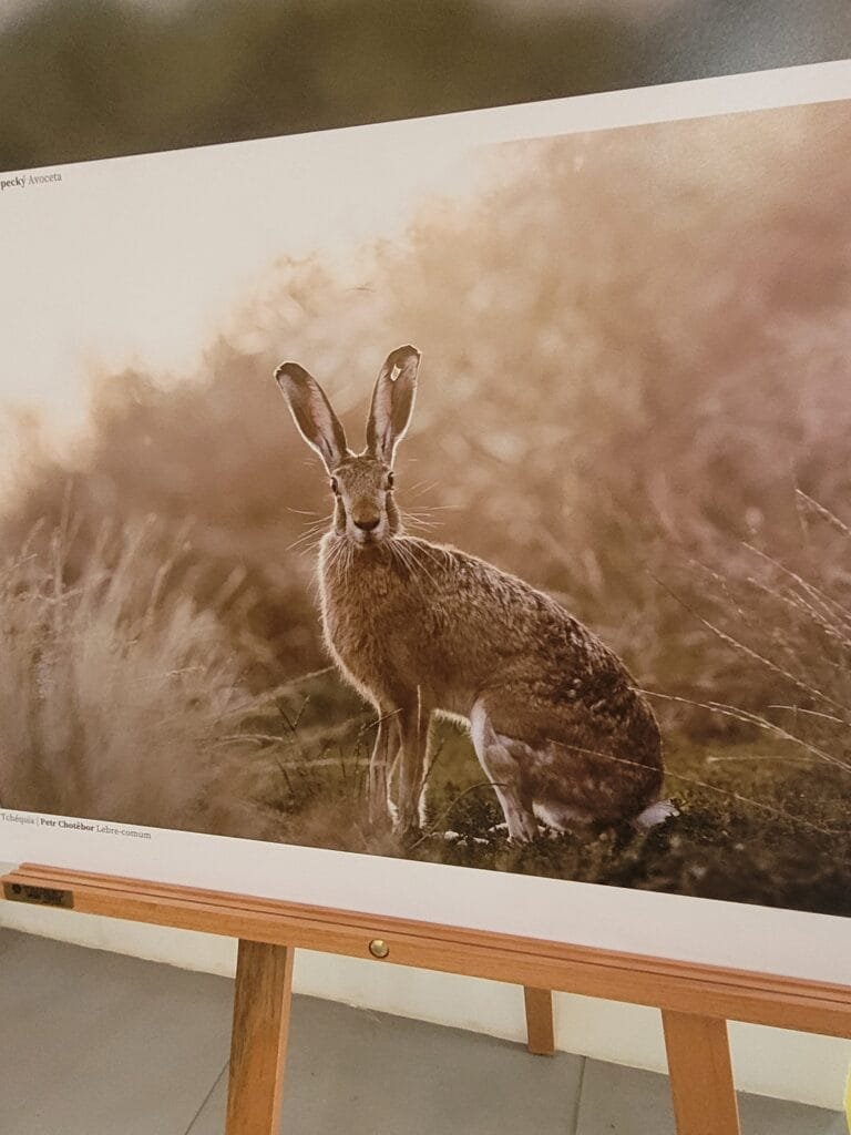 Exposição fotográfica no Museu Histórico da Cidade na Gávea