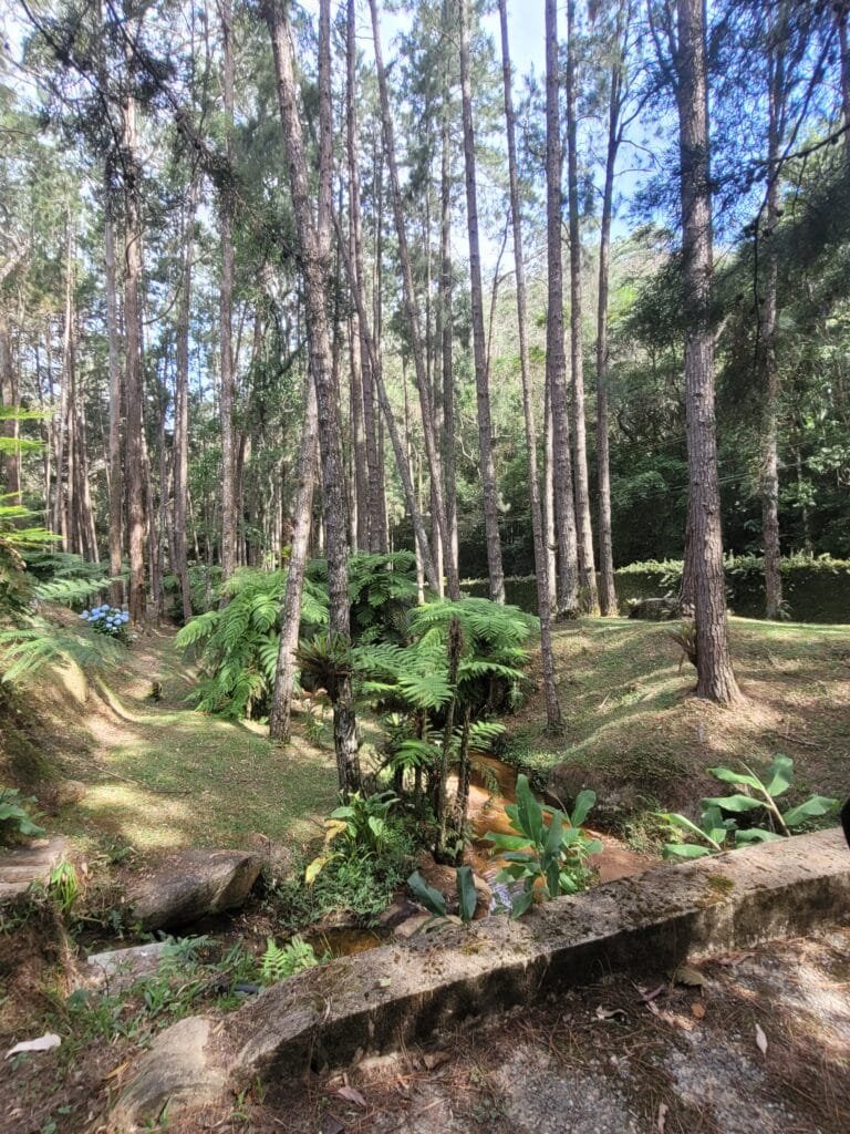 Área verde com pinheiros no Condado Louvadeus em Petrópolis