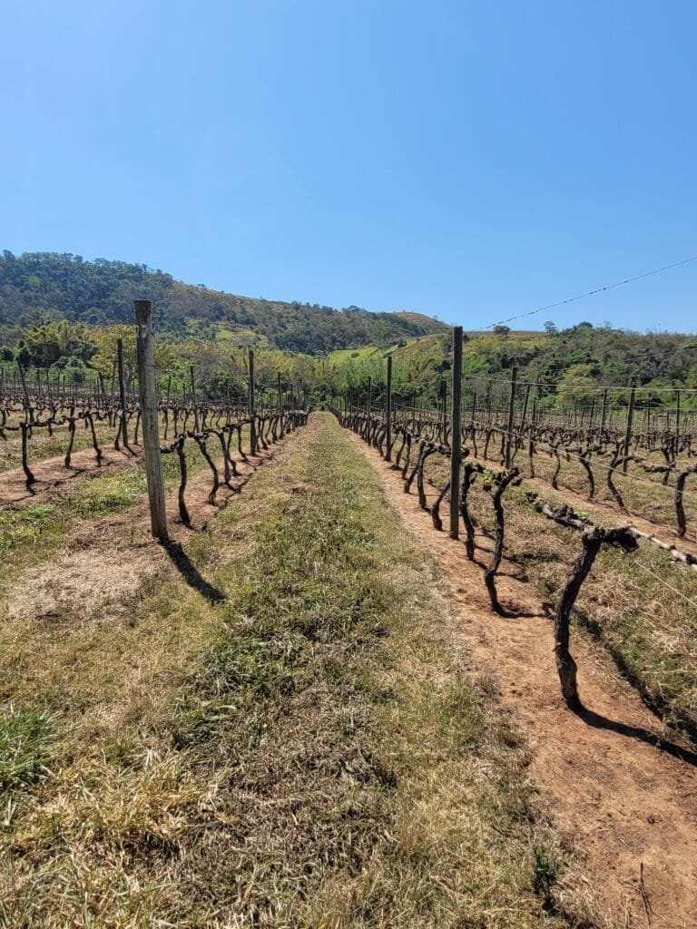 🍷 Vinícola Inconfidência em Petrópolis: Nossa Experiência na Primeira Vinícola Integrada do RJ 4 Parreiras da Vinícola Inconfidência na Serra Fluminense