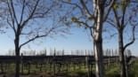 Vinhedos em Mendoza mostrando uma das principais experiências de Mendoza o que fazer na Argentina
