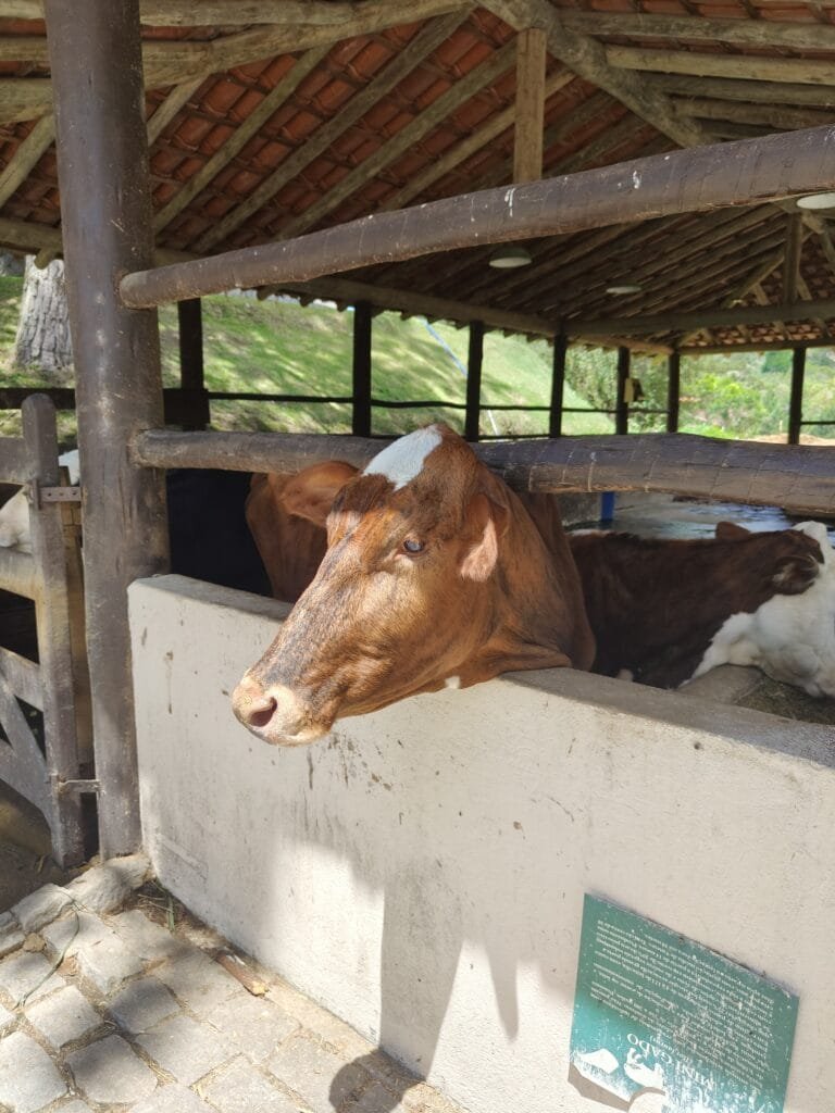 fazendinha do Village Le Canton com animais