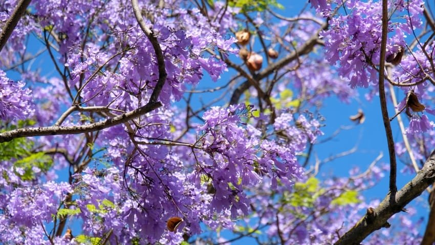 52173170320 5d788cb384 b